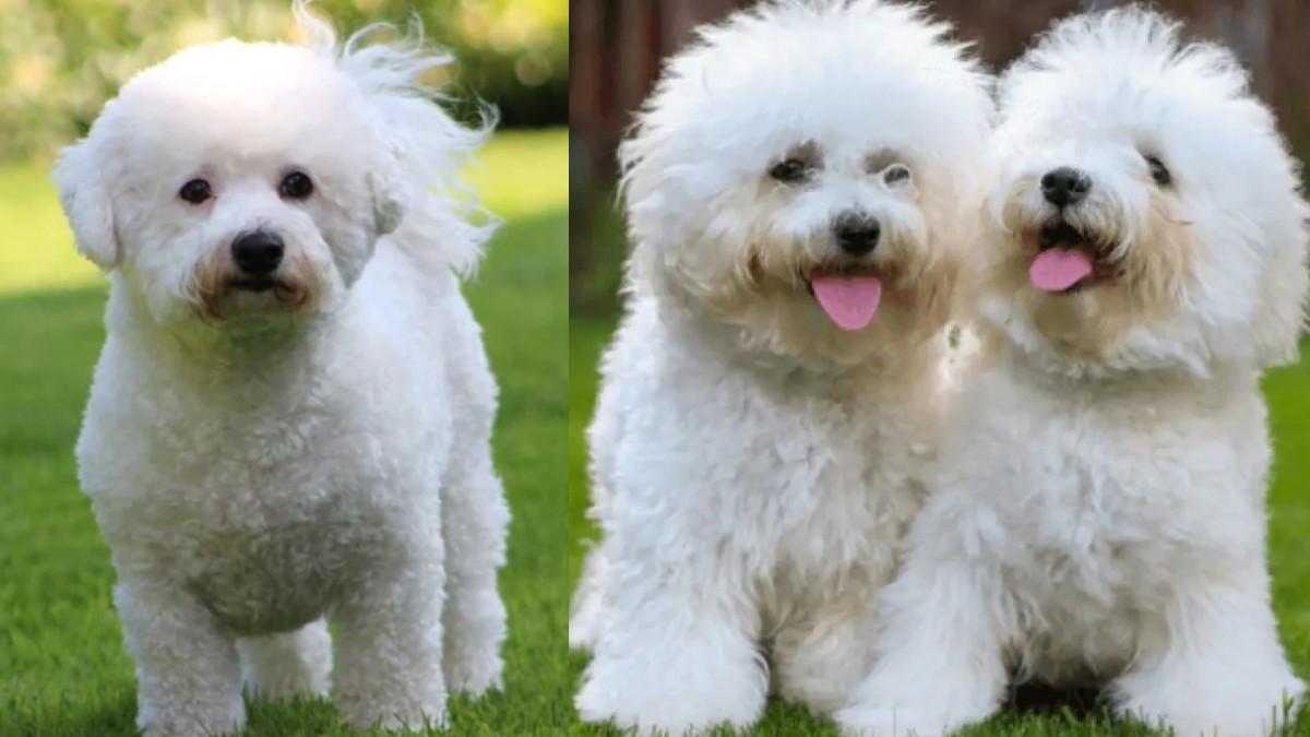 Bichon Frise in Hindi