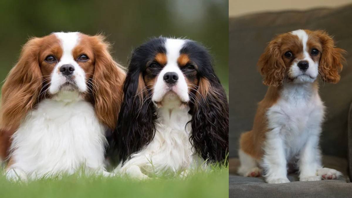 Cavalier King Charles Spaniel in Hindi