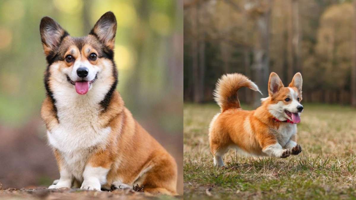 Corgi in Hindi