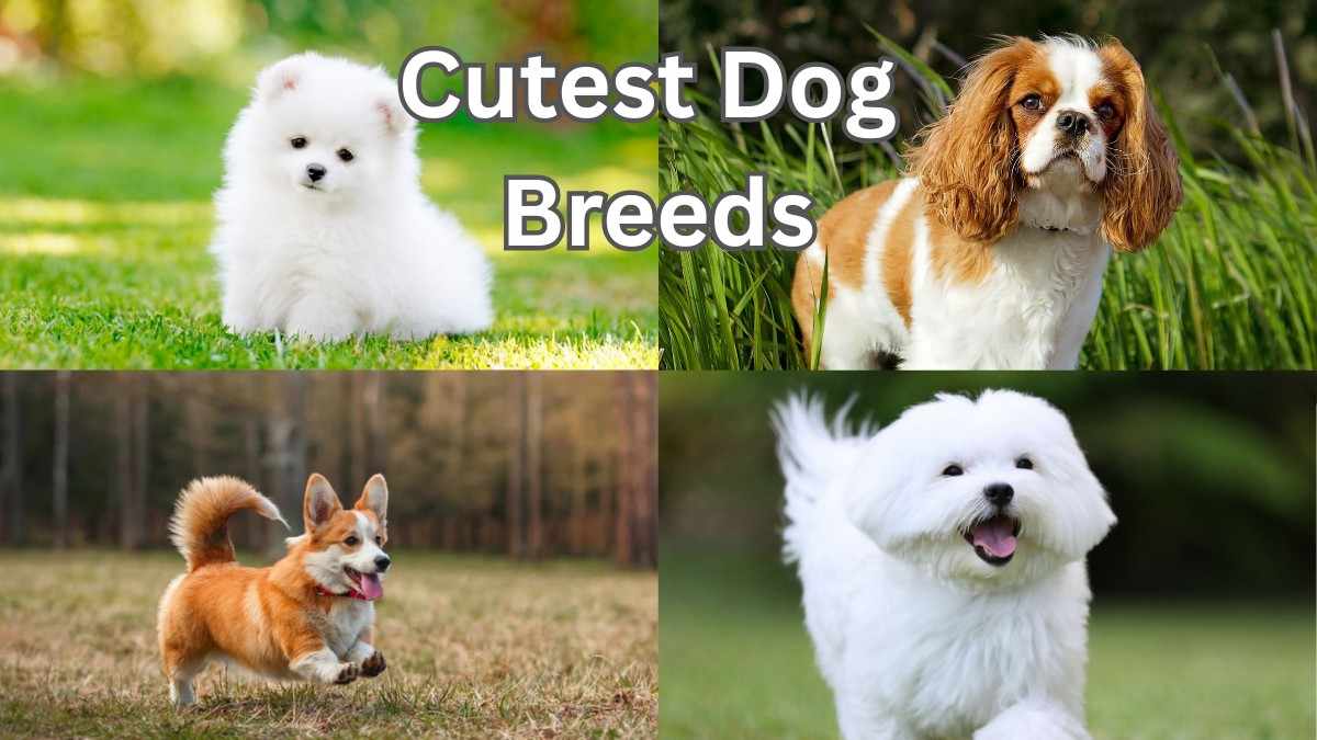 Cutest Dog Breeds in the World in Hindi