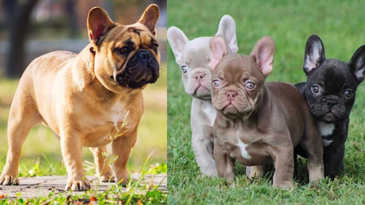 French Bulldog in Hindi
