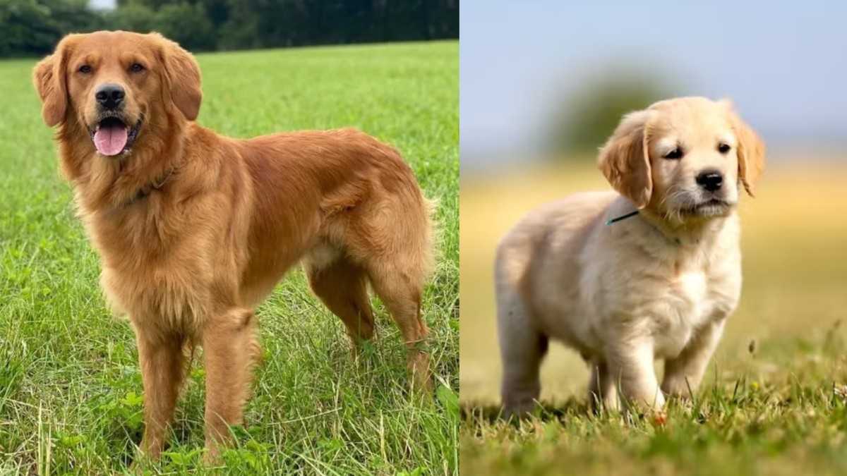 Golden Retriever in Hindi