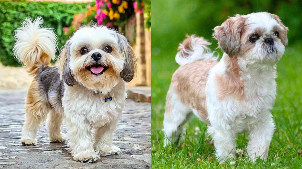 Shih Tzu in Hindi