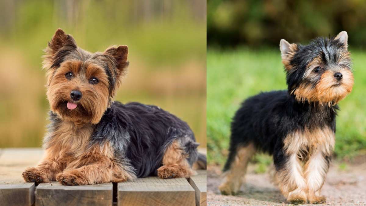 Yorkshire Terrier in Hindi